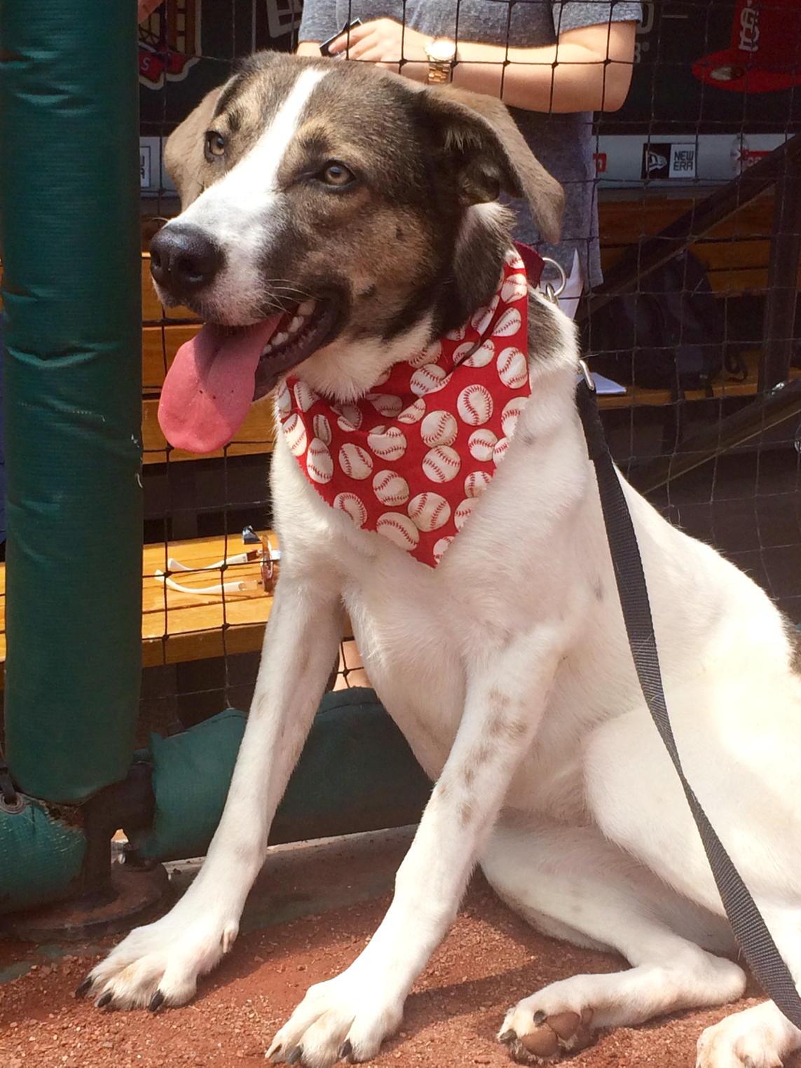 St. Louis Cardinals on Twitter "Today is Pooches in the Ballpark