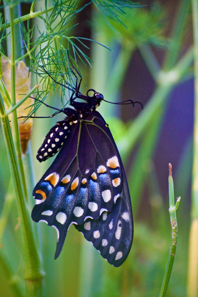 Embedded image permalink