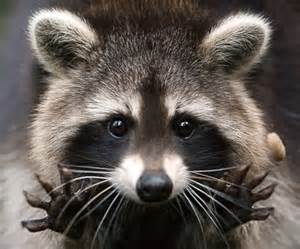 Peek -a Boo.... i see you...<a href="/ACKraccoon/">Nantucket Raccoon</a>