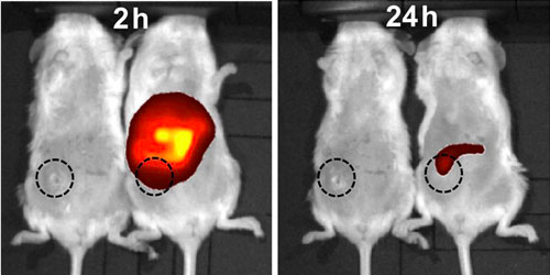 IEEE Engineering Medicine and Biology Society tweet media