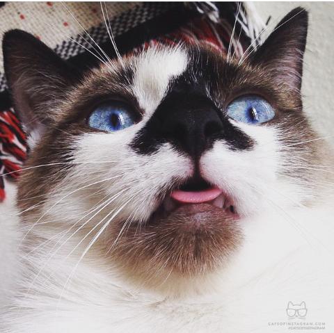 The_SoccerBall's tweet photo. @Shadow_Price @vanquisherVIII I have more if needed. #catsaresuperior http://t.co/UDivM8HR6k