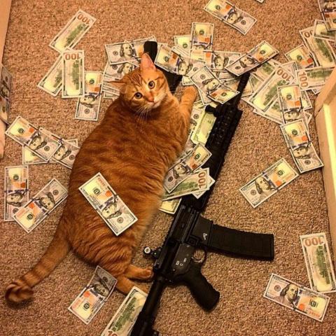 The_SoccerBall's tweet photo. @Shadow_Price @vanquisherVIII I have more if needed. #catsaresuperior http://t.co/UDivM8HR6k