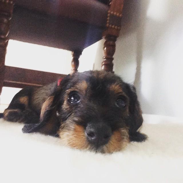AdeSivers's tweet photo. First day in my new home 🙈 #dog #puppy #dachshund #new #cutie http://t.co/xv9DTOe70v http://t.co/Nyrctg7E9c