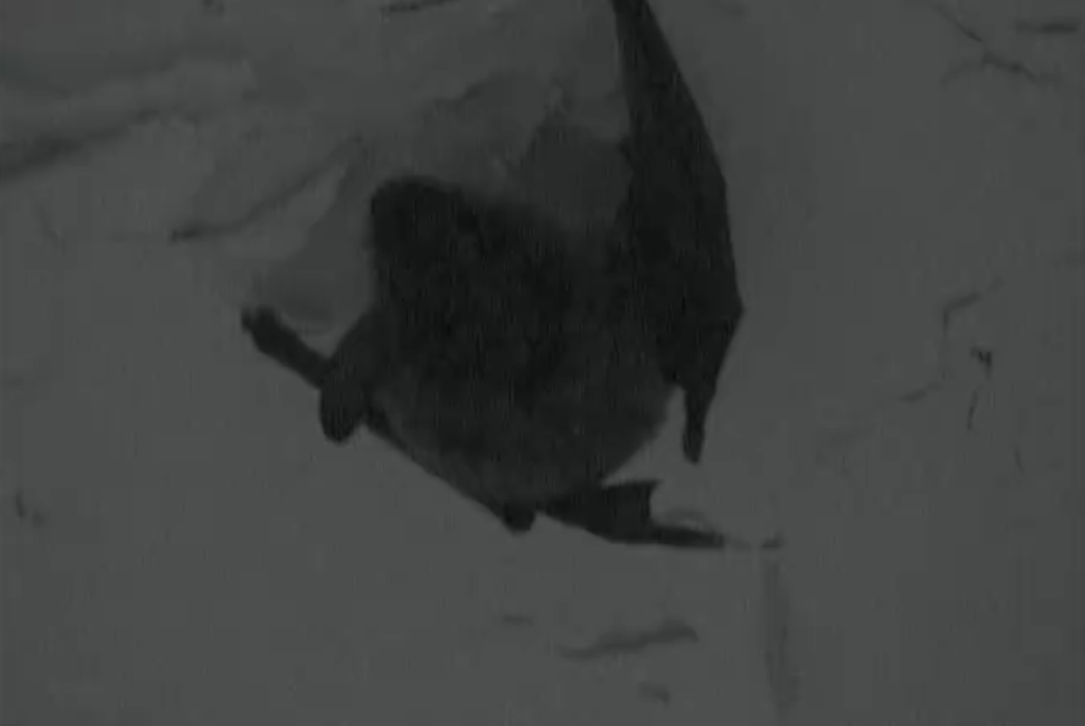 tallyhallOS's tweet photo. Bless This Bat #batcompany http://t.co/27GE5U2QPL