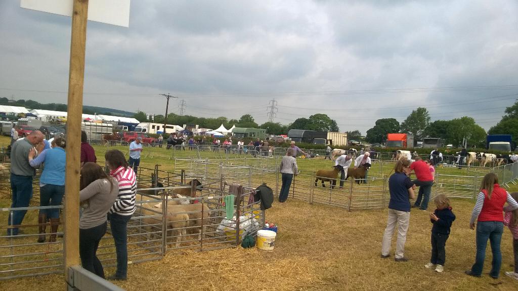 Martin Davies (@oldloosehead) on Twitter photo Here are some sheep from today's show <a href="/AlastairJeffcot/">Alastair Jeffcott</a> this time with pictures!#CaerwysShow Here are some sheep from today's show <a href="/AlastairJeffcot/">Alastair Jeffcott</a> this time with pictures!#CaerwysShow