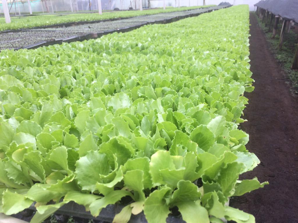 Cultivos de lechuga para exportar más información a nuestro correo