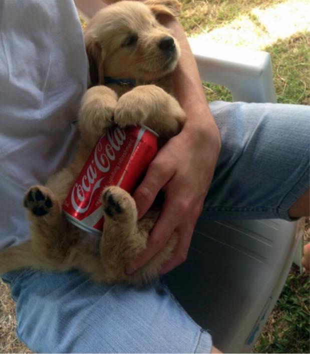 BeengerApp's tweet photo. The winner of Hold a Coke with your Boobs Challenge #holdacokewithyourboobchallenge #beengerapp http://t.co/ddJ8vM2TIc