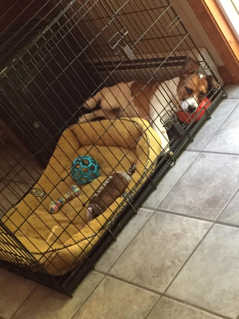 NicoleCas26's tweet photo. he's not using his bed, he's using his food bowl as a pillow, and he's a little squished #ProblemDog 😂😍 http://t.co/M70bc2wd7N