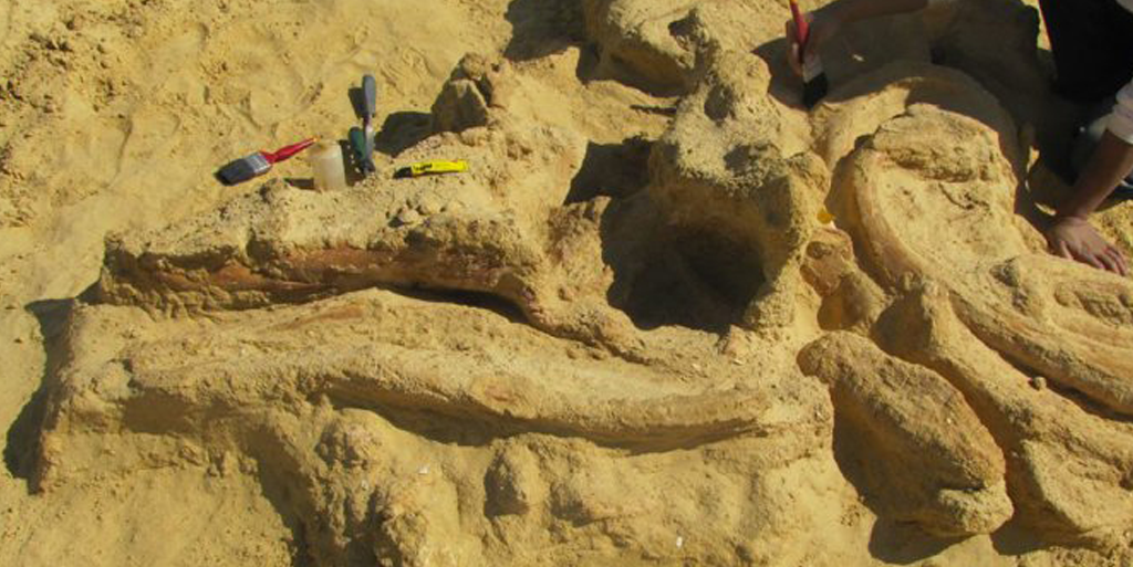 DiscoveryUK's tweet photo. NEWS: three in one fossil - whale in whale in shark found in Egypt: http://t.co/UcvGRR1aIV http://t.co/FWHYk3vwUj