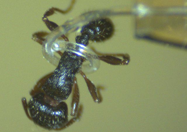 Gizmodo's tweet photo. These teensy tiny robot arms can pick up ants by the waist: http://t.co/piTzRU6EKa http://t.co/7yEBIhv2QA
