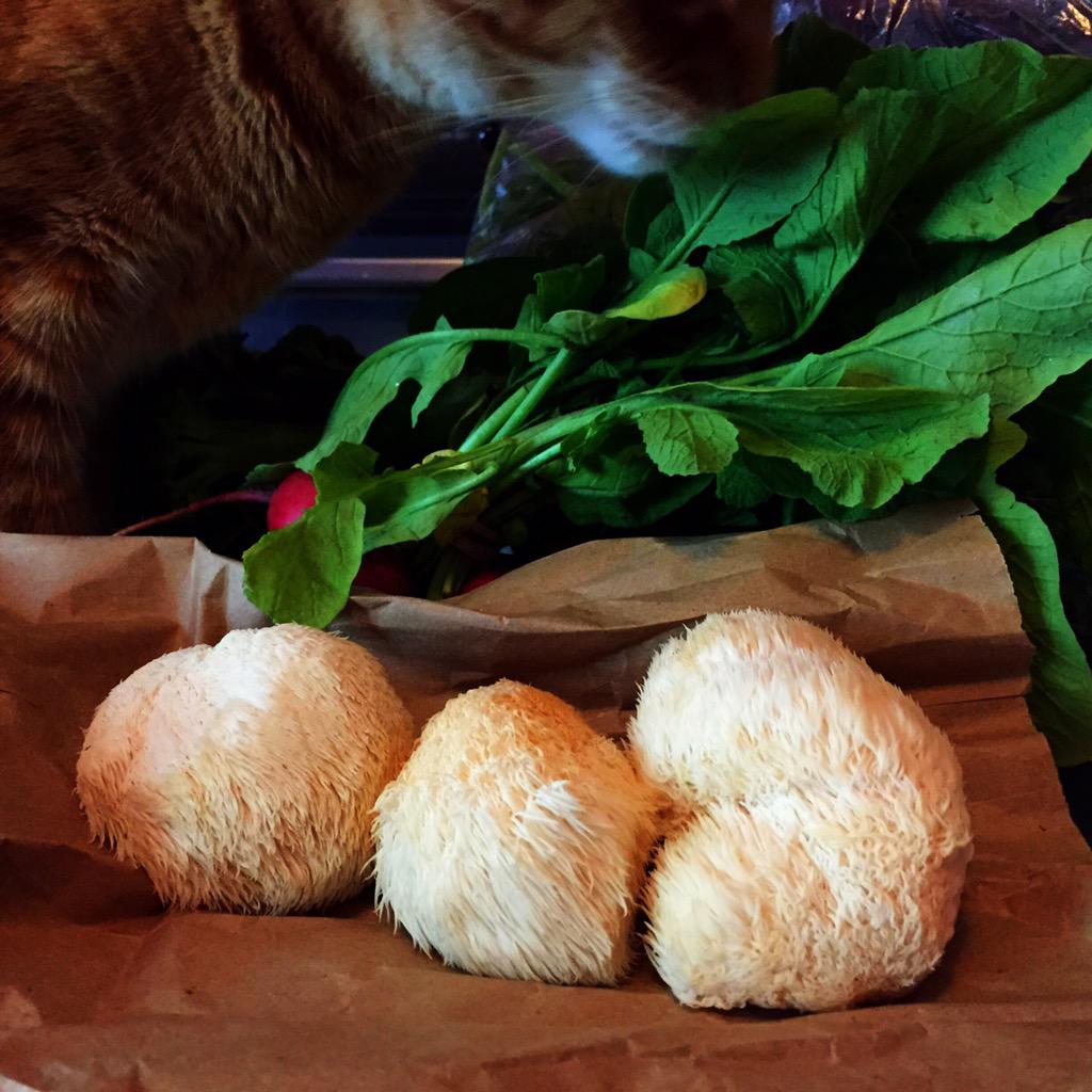 daniel_byrnes's tweet image. Gram scored some lion's mane at the farmer's market.