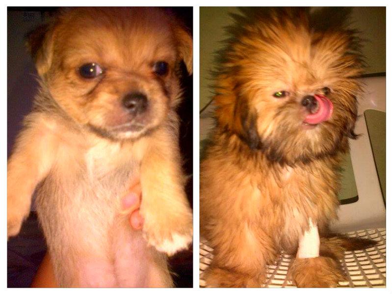 fasantru's tweet image. via pizap.com