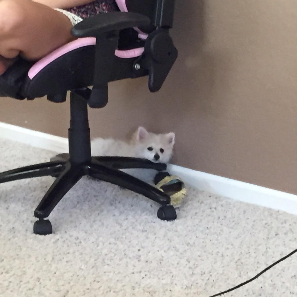 sssniperwolf's tweet photo. I'm trying to do askwolf..... http://t.co/LKZBk2aUNe