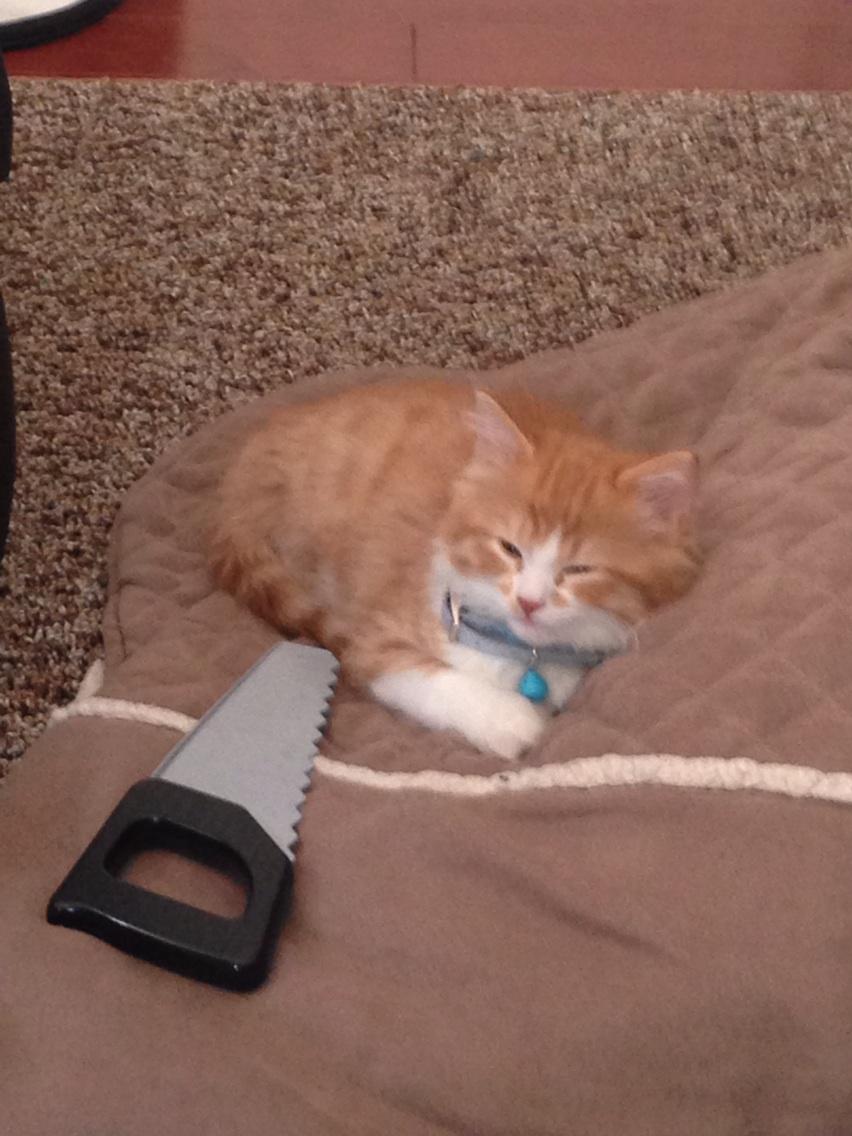 SimmondsShawn's tweet photo. My new side kick http://t.co/vX8t3U9cZY