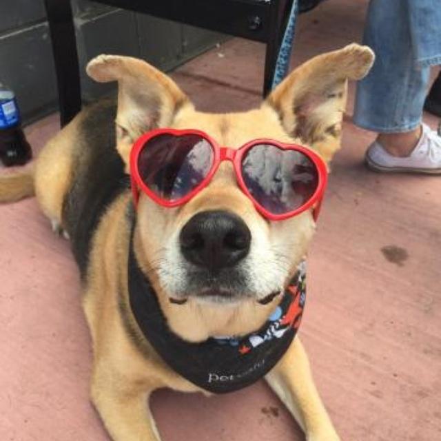 Licorice chillin' @PetValuDrValley adoption event! <3