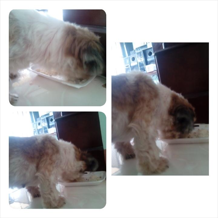 Jam_Sagun's tweet image. My baby chloe. #WhileEating #NewHair