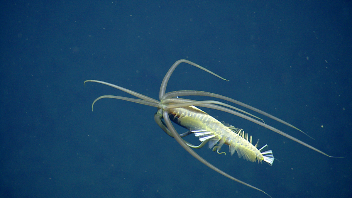 EVNautilus's tweet photo. Amazing creatures seen during our first two dives on the hydrothermal vents of the Galapagos. http://t.co/7qjFutTya2 http://t.co/zAv74pakfL