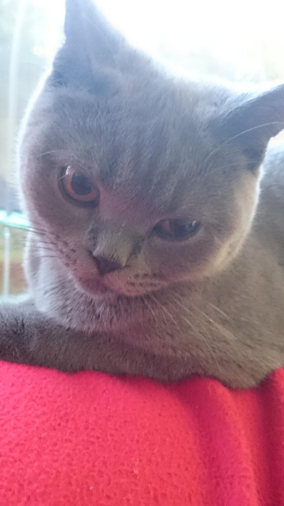 GriffithsBiol's tweet photo. Misty and Skyrecovering well from their spay. Thanks @Vets4PetsAltrin #britishshorthair #britishblue http://t.co/7dDYSU4Jyp