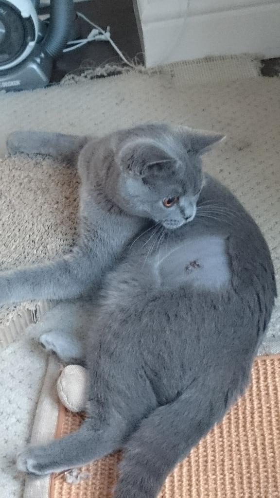 GriffithsBiol's tweet photo. Misty and Skyrecovering well from their spay. Thanks @Vets4PetsAltrin #britishshorthair #britishblue http://t.co/7dDYSU4Jyp