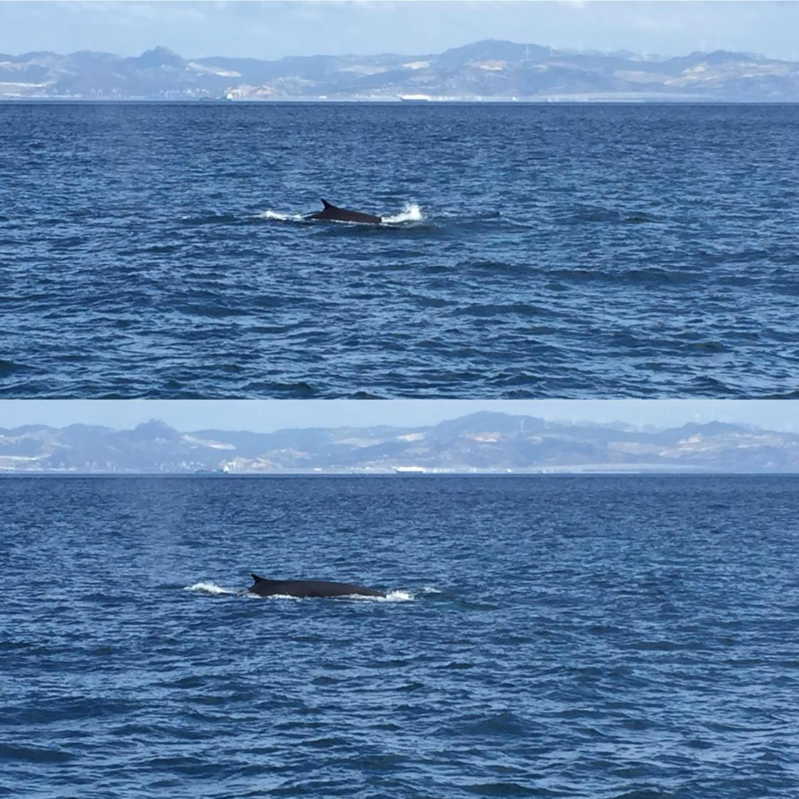 Marprito's tweet photo. #Ballena#Rorcual vista hoy en el estrecho de Gibraltar desde el barco #jackelin de #turmares http://t.co/KdCP73tIMh