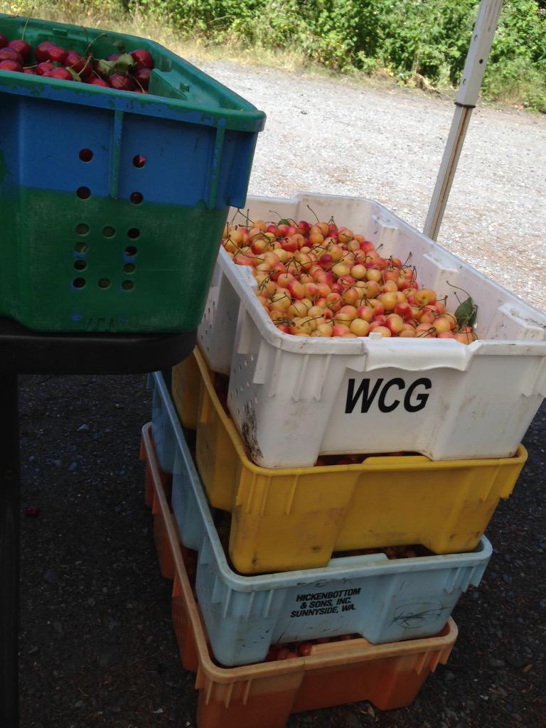 Tony Lundquist (@cherryguy_24) on Twitter photo 