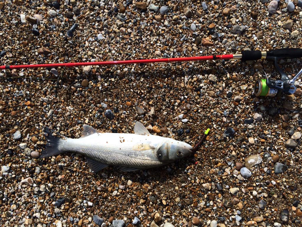 Quick session hampered by wind and weed, managed one bass, first of the year. Caught on a senko