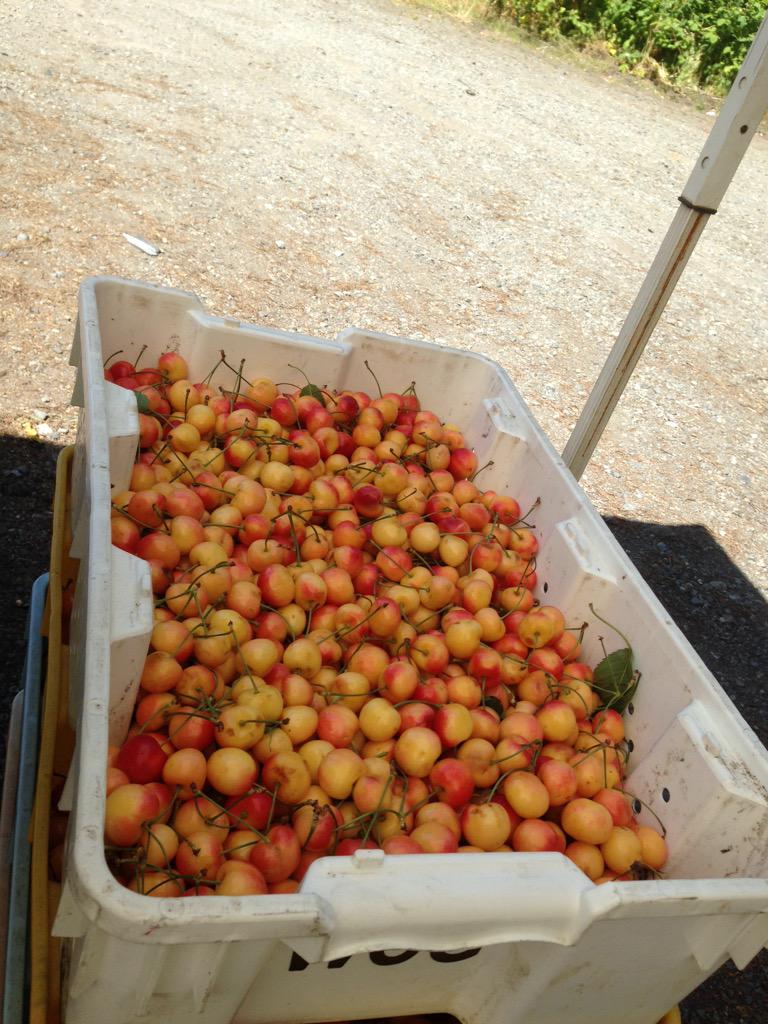 Tony Lundquist (@cherryguy_24) on Twitter photo 