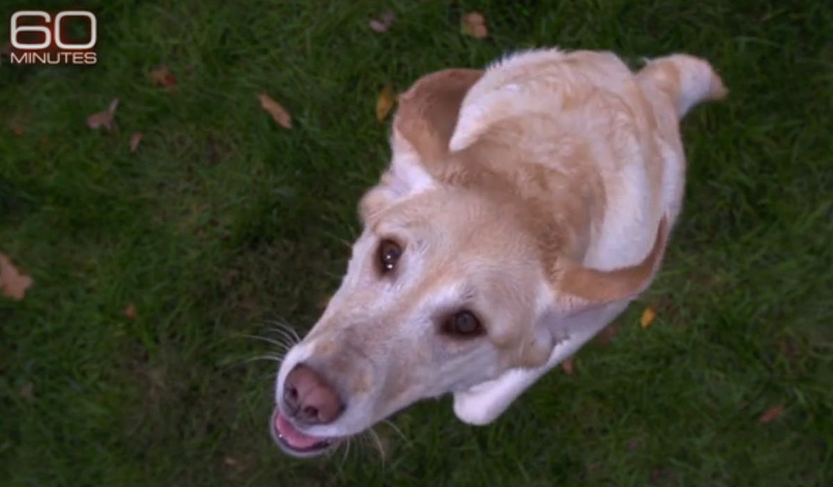 60Minutes's tweet photo. What goes on inside the brain of man's best friend? @AndersonCooper reports Sunday on 60 http://t.co/B7B39Jfw5i http://t.co/QDPy57eAjs