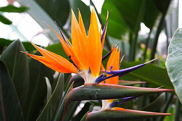 花 言葉bot ストレリチア 1月3日の誕生花 花言葉 独り占め T Co W0orvkpvc5 T Co 28hfri34dh 花 言葉bot ストレリチア 1月3日の誕生花 花言葉 独り占め T Co W0orvkpvc5 T Co 28hfri34dh