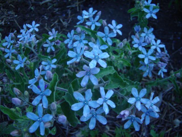 flower2bot's tweet photo. ブルースター
1月4日の誕生花
花言葉:幸せな愛
https://t.co/sLSgbj6aos https://t.co/fSOc9SigKC