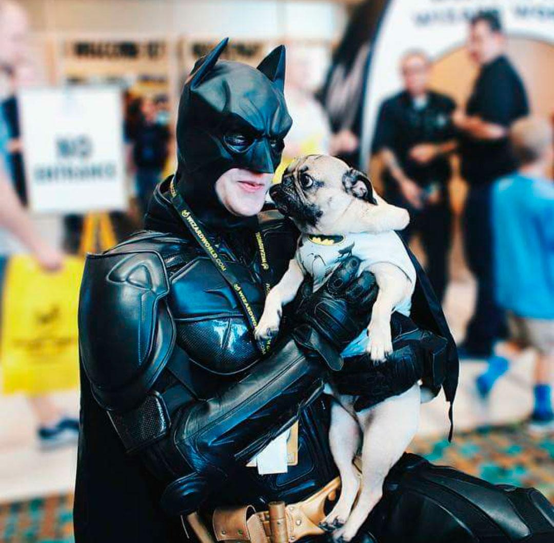Molosinos's tweet photo. al final vamos a tener que hacer un álbum con todas las aventuras de Bat Pug :3P  #molosinos #carlinos #pug #batpug http://t.co/BzJCAGNslD