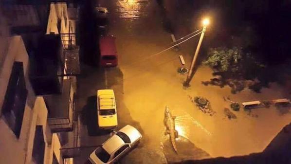 RT_com's tweet photo. #Tbilisi flood: Wild animals escape from zoo, several shot dead http://t.co/R4hseu2SRK http://t.co/sZME0WocDT