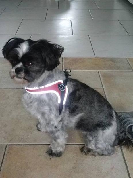 roberthofste's tweet photo. Wie mist onderstaande hond? Loslopend aangetroffen in omgeving #kasteeltwickel http://t.co/CEx1P1Upwd