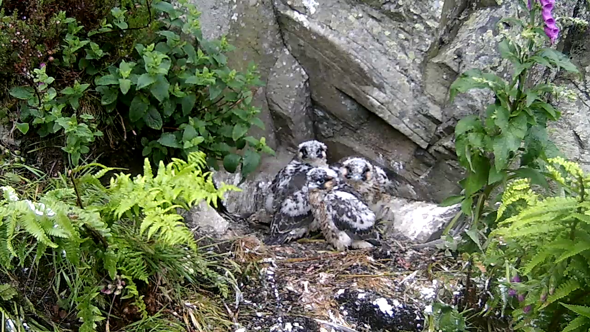 The peregrines have grown rapidly in the last week losing their down as their feathers develop. Not long to go now!
