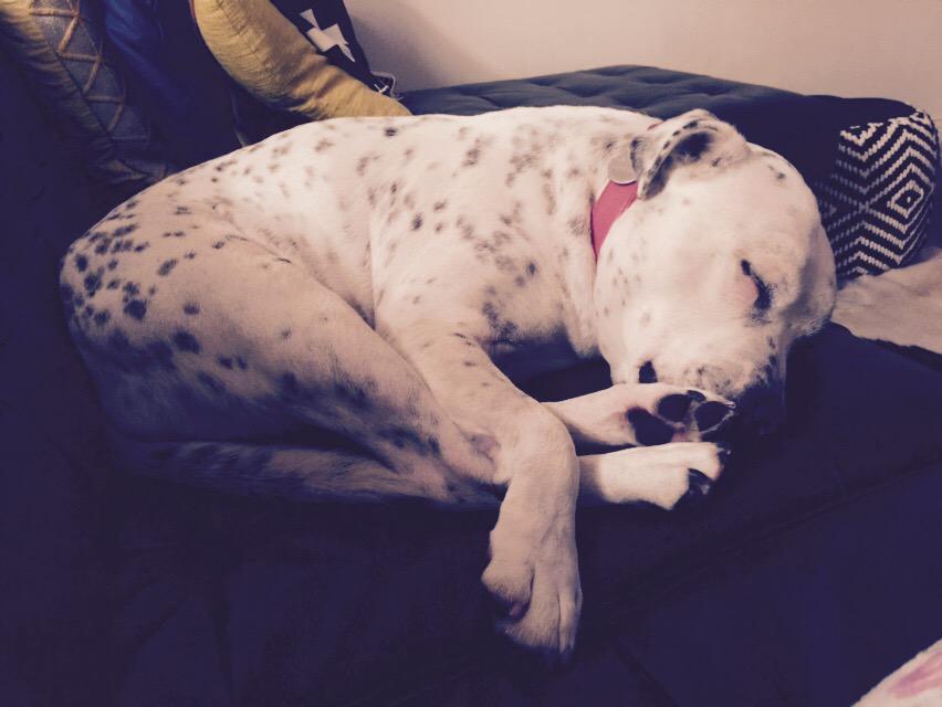 angepulvirenti's tweet photo. Arnie and I r working thru an @OITNB marathon! He is riveted! #season3oitnb http://t.co/JzRA9WQvty