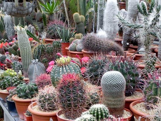 This collection of cacti and succulents is mindblowing; read about it! my-garden-school.com/a-passion-for-…
