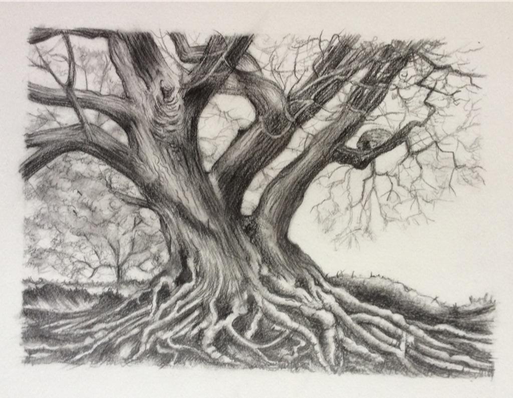 Sketch of a silver birch tree with underground roots on Craiyon