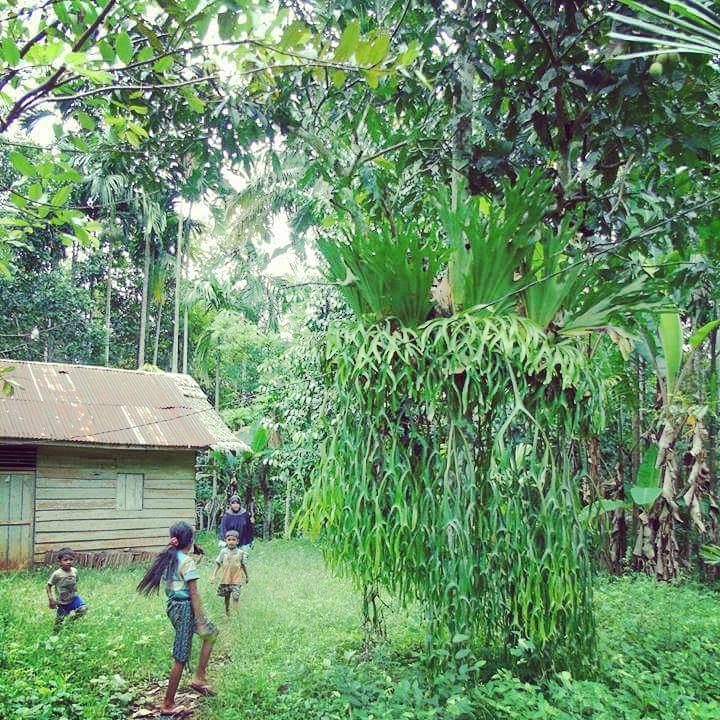 sinarpembaruan's tweet image. foto by @asiahuzia Suburnya tanaman tanduk rusa di Desa Alue Papeun, Nisam Antara, Aceh Utara.  #ExploreAceh