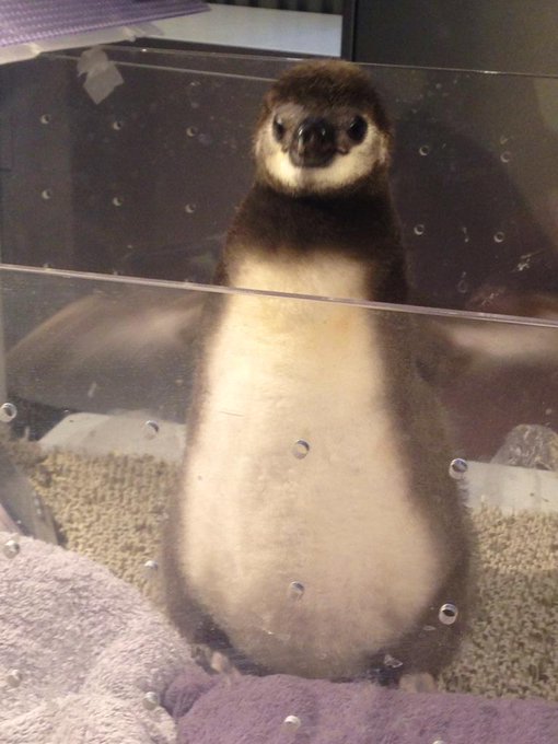 すみだ水族館 東京 祝４年連続 マゼランペンギンの赤ちゃん誕生