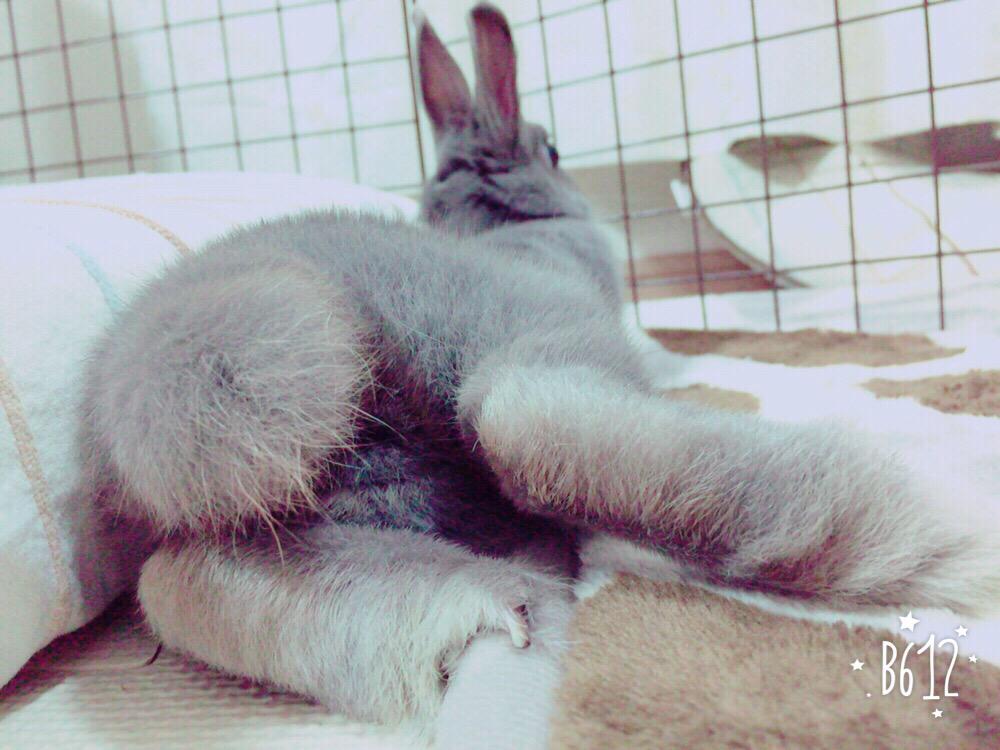 ちょっと茶色いお尻です🙆