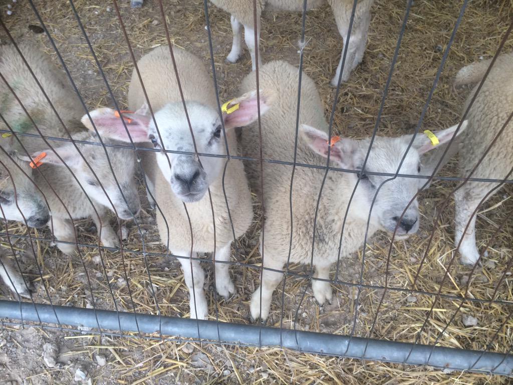 Clare Dyble tweet media