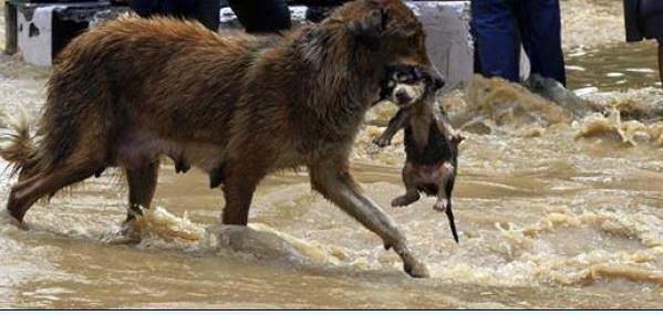 awaisafzal_'s tweet photo. More Photos: Animals all around the city after Zoo was flooded. #Tbilisi #Tbilisiflood http://t.co/Gh0LTkUgOS