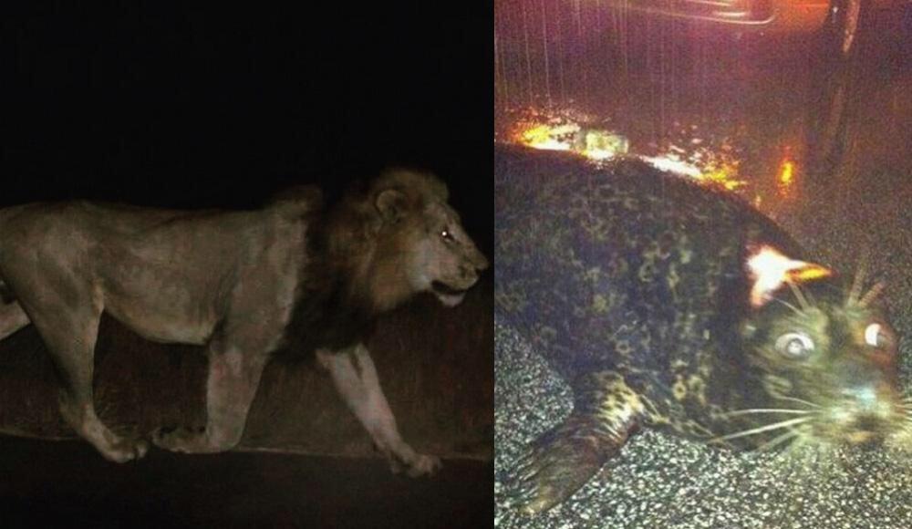 awaisafzal_'s tweet photo. More Photos: Animals all around the city after Zoo was flooded. #Tbilisi #Tbilisiflood http://t.co/Gh0LTkUgOS