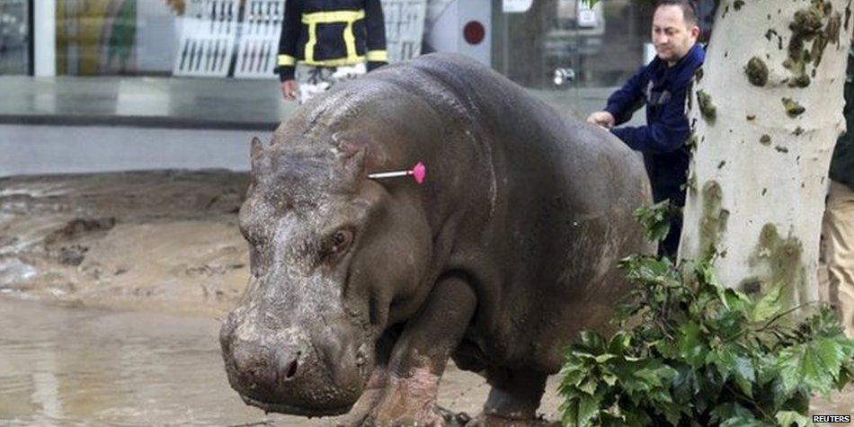 BBCWorld's tweet photo. Tbilisi residents warned to stay indoors after deadly flooding leads to zoo animals escaping http://t.co/TMyf5jBFBh http://t.co/O5DLo9bV1u