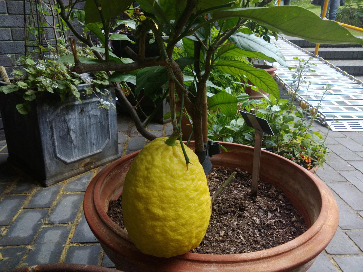 Girlinthe's tweet photo. Although it's really a 'citron' not a lemon: http://t.co/5iIefWrSAt @RCPmuseum @OpenSquares #OGSW15 http://t.co/o8ErJAXRYw