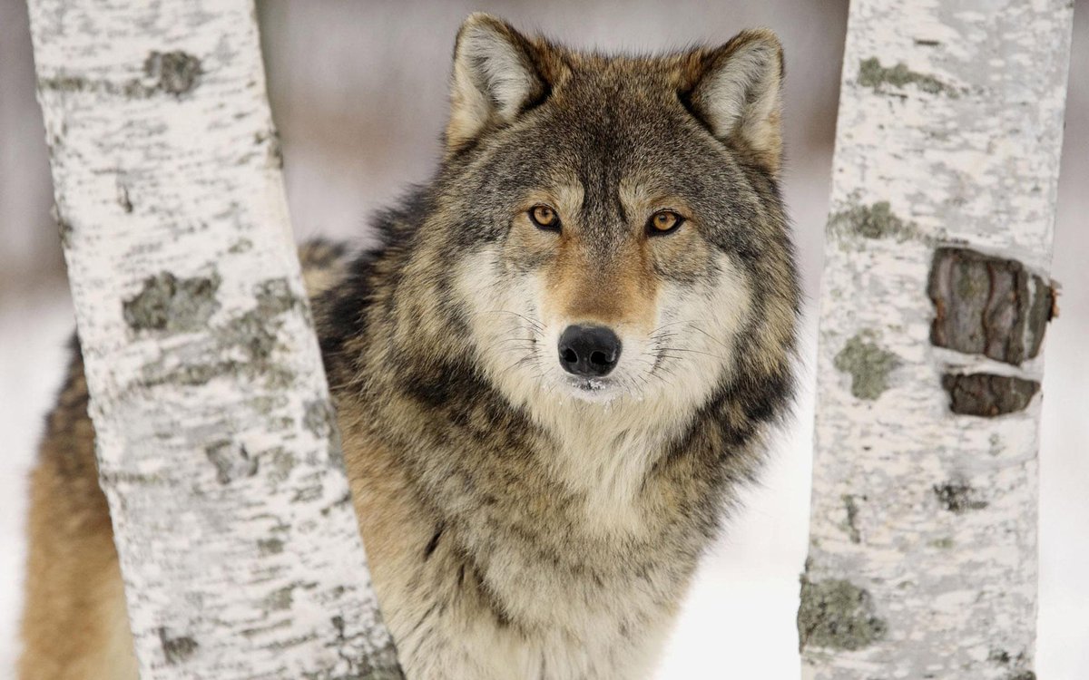 PROTECT ALL WILDLIFE tweet media