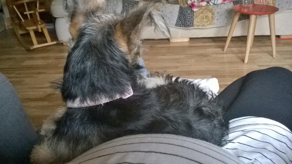 murton__'s tweet photo. Beanie-boo curling up with me and bump 🐶 http://t.co/16Ct6Os88C