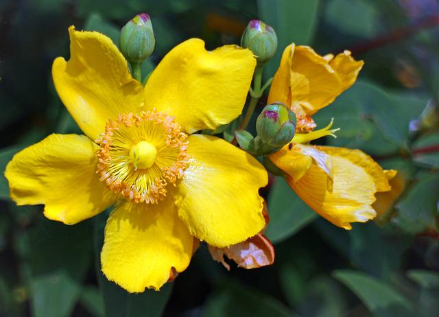 saneabit's tweet photo. Olio di #iperico: il rimedio naturale che fa bene alla vita e alla nostra pelle http://t.co/Yj3p7DET6C #health #smm15 http://t.co/TRTCgK4pez