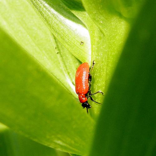 SariHamk's tweet image. Nyt kyllä liljakukot, mun liljat on ehdottoman #offlimit teille. Huspois, niinku asap.