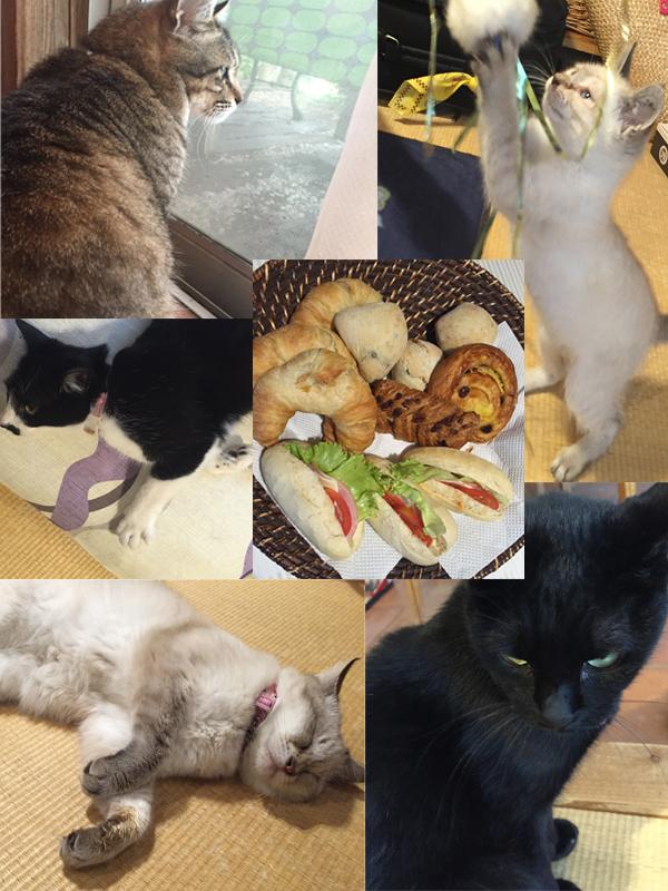 猫が添い寝してくれる温泉宿 オーベルゼ レ ボー に行きたい ねこトピ